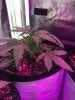 2-7-2015 Auto Berry Grow noontime 006.jpg