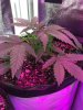 2-7-2015 Auto Berry Grow noontime 007.jpg