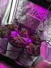 2-9-2015 Auto Berry Grow day 30 002.jpg