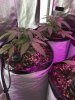 2-9-2015 Auto Berry Grow day 30 018.jpg