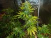 Sour Diesel Day 41.jpg