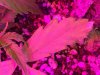 2-12-2015 Auto Berry Grow - Magnesium issues 021.jpg