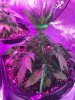 2-16-2015 LST on 3 plants - noontime 001.jpg