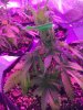 2-16-2015 LST on 3 plants - noontime 002.jpg