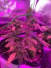 2-16-2015 LST on 3 plants - noontime 003.jpg