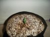 Moonstone Day 05, plant #3 (2).jpg