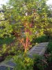 my red twig maple.jpg