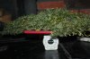 Asianhaze#1-harvest3.jpg