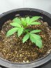 plant_02_Day14_a_20150314.jpg