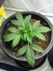 plant_02_day18_b.jpg