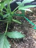 plant_01_Day20_lst.jpg