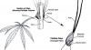 female_cannabis_physiology.png