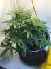 plant_01_Day30_b.jpg