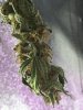 4-2-2015 Sativa buds 005.jpg