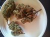 Some 2 weeks Cured Nugs of Tyrone Special Rodigan Pheno.jpg