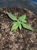 DP BB#1 Day 16 from seed.jpg