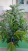 Sour D Flower Day 61 Plant 1 (2).jpg