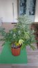 Sour D Flower Day 61 Topped Plant (2).jpg