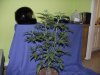 06272015grow2 003 (640x480).jpg