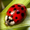 lady bug   Harmonia_axyridis.jpg