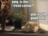 Catnip.jpg