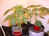 PINEAPPLEGUM2_2-29-12.JPG