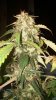 Lefty 2nd flush b4 harvest 009.jpg