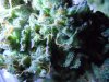 RoadRunner #2 Trichs.jpg