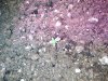 Sprout 1 Day 2.jpg