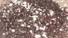 Aurora Sprout 2.jpg