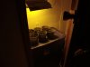 Closet Grow.JPG