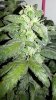 Sour bubbly d70 bud.jpg