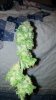 Aurora bud-4.jpg