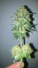 Harvest Day-Aurora-Meat and Veg Bud-7.jpg