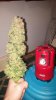 Harvest Day-Aurora-8.jpg