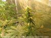 raw-grow-basics-images 013.jpg