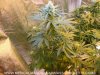 raw-grow-basics-images 014.jpg