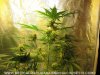 raw-grow-basics-images 016.jpg