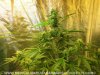 raw-grow-basics-images 017.jpg