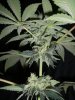 MYSTERY KUSH2_4-4-12.JPG