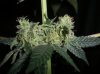 MYSTERY KUSH4_4-4-12.JPG