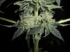 MYSTERY KUSH6_4-4-12.JPG