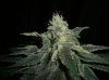 MYSTERY KUSH7_4-4-12.JPG