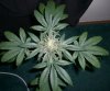 MYSTERY KUSH8_4-4-12.jpg