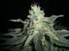 MYSTERY KUSH10_4-4-12.JPG