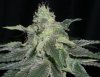 MYSTERY KUSH11_4-4-12.jpg