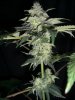 MYSTERY KUSH13_4-4-12.JPG