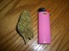 MYSTERY BUD & FULL SIZE BIC.JPG