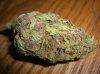 MYSTERY BUD #1.JPG