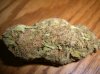 MYSTERY BUD #2.JPG